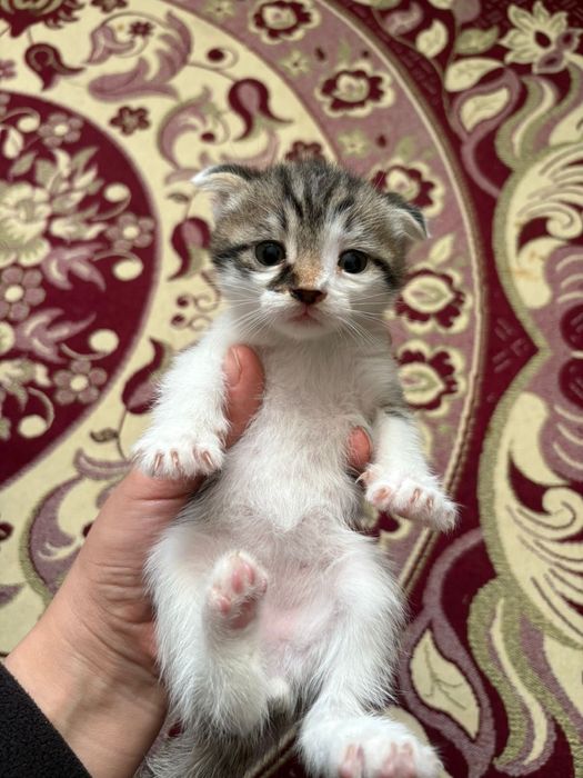 Кошки 4 шт маленкий