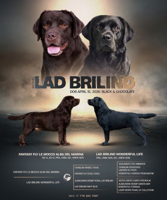 Щенки лабрадора,питомник