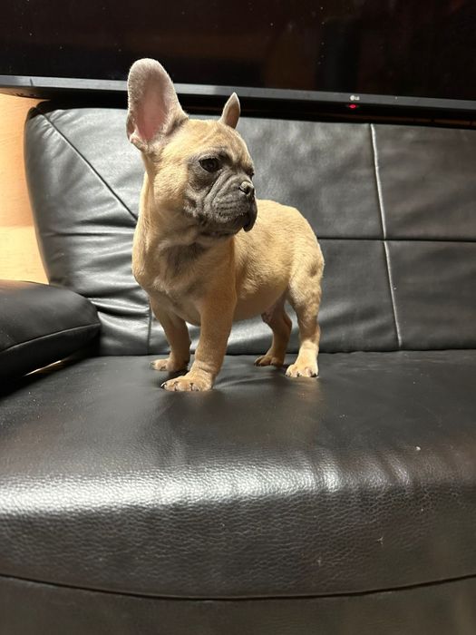Bulldog francez blue fawn