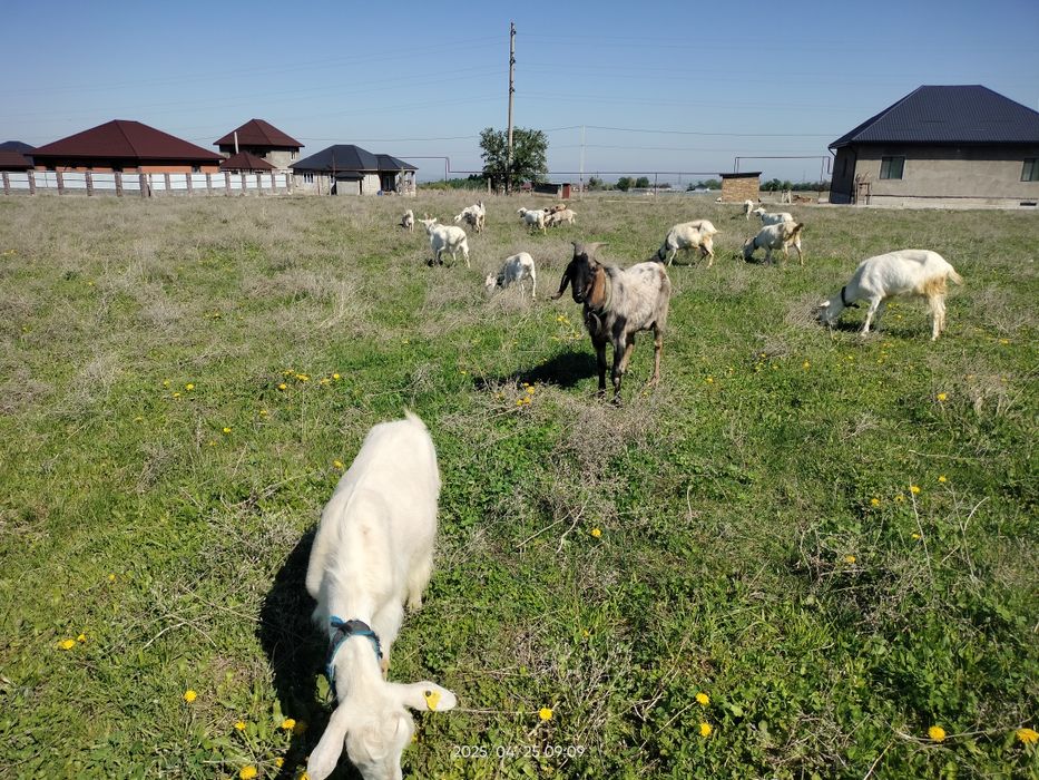 Срочно Теке ешкі козел коза