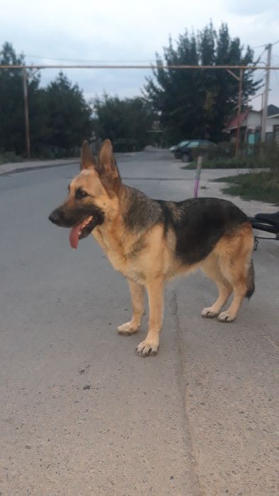 Собака немецкий овчарка