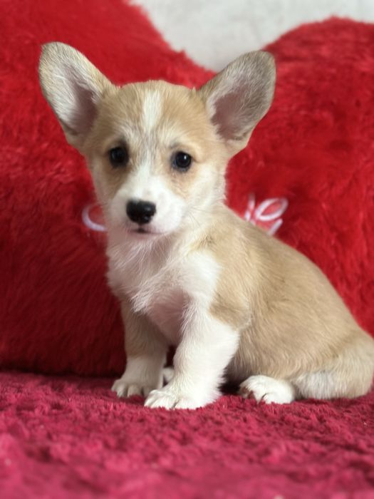 Супер малыши вельш корги