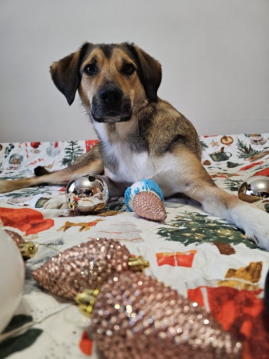 Ofer servicii de pet sitter, plimbări căini și pisici, pet taxi, Const