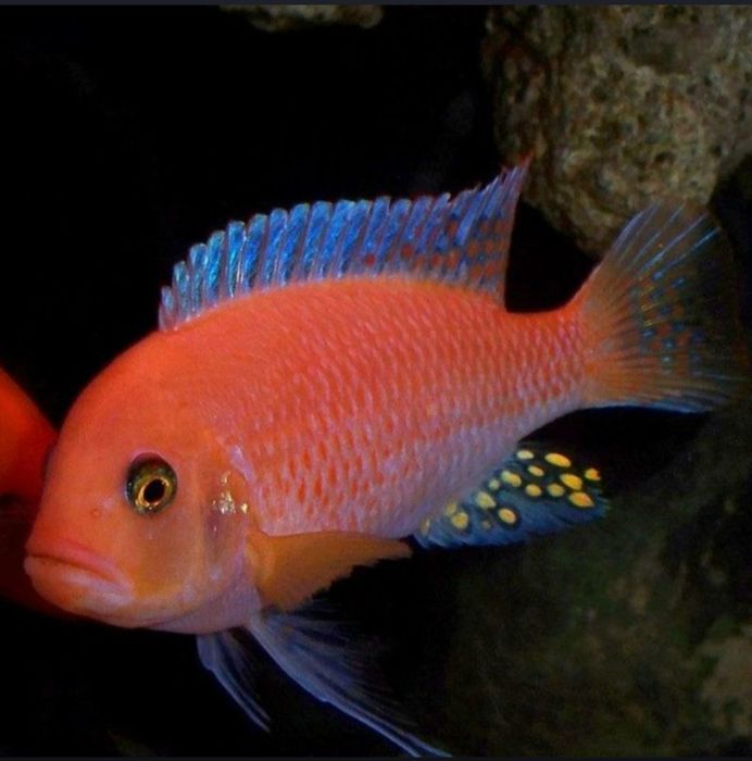 Рыбки для акварюма