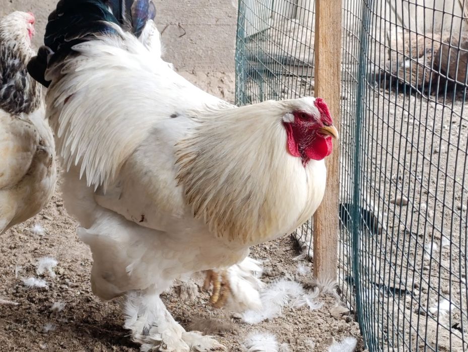 Продам петрушков Белой Брамы