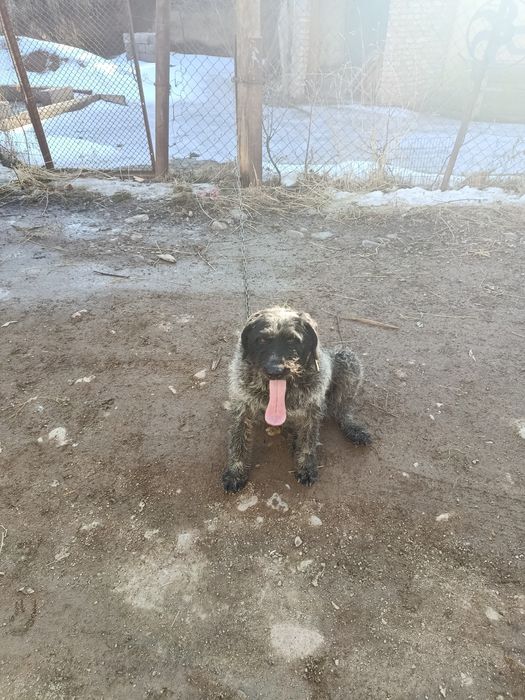 Дратхар сучка 3 года