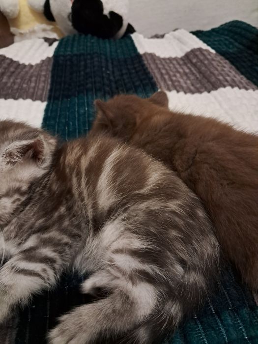 котенок, скоттиш страйт