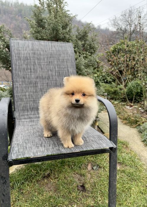 Померан момче със втора ваксина