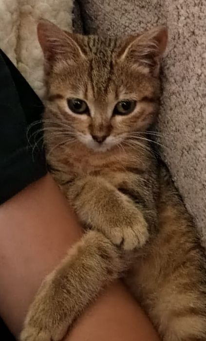 Породистый котик