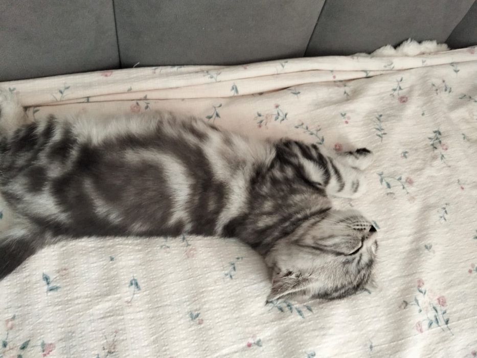 Продам котенка пародистая ласковая