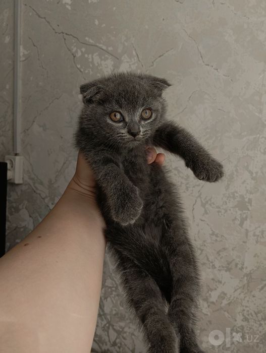 Продается котенок скоттиш фолд