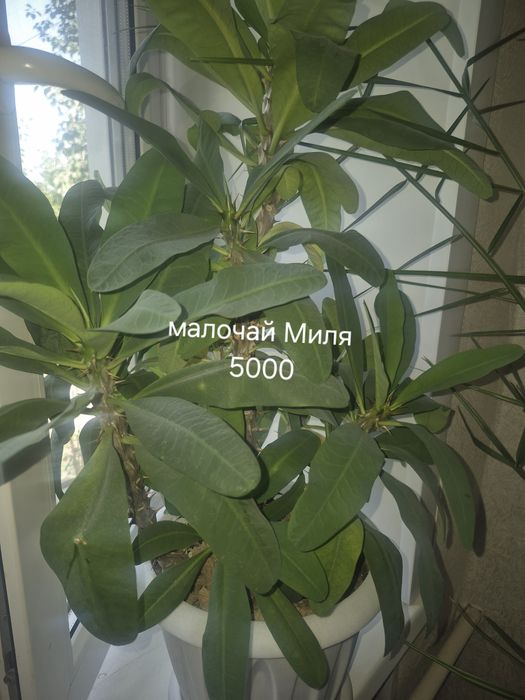 Комнатные растения