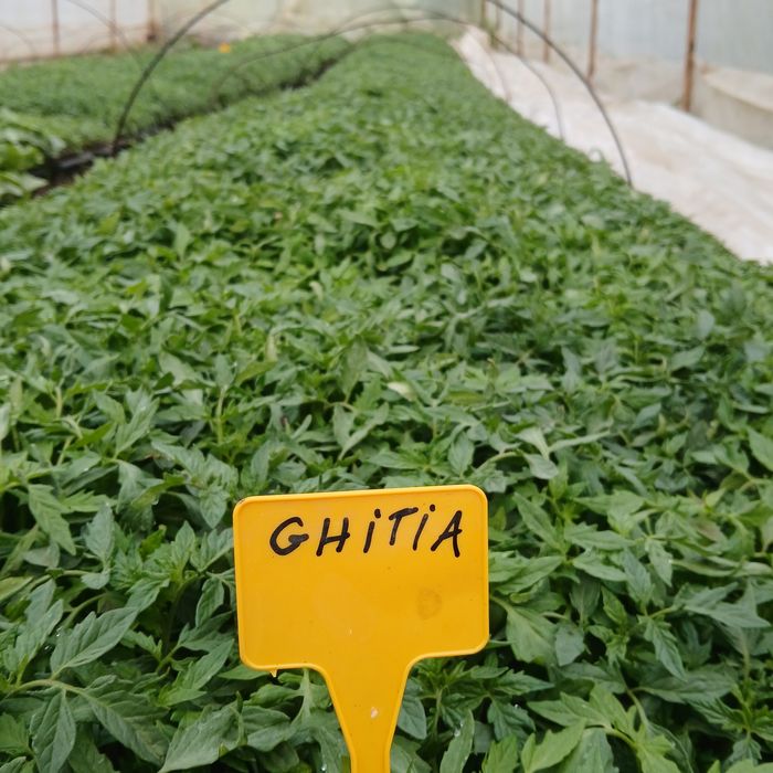 Răsaduri legume foarte frumoase