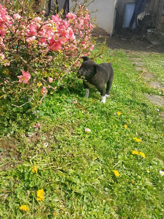 Подарявам кученца