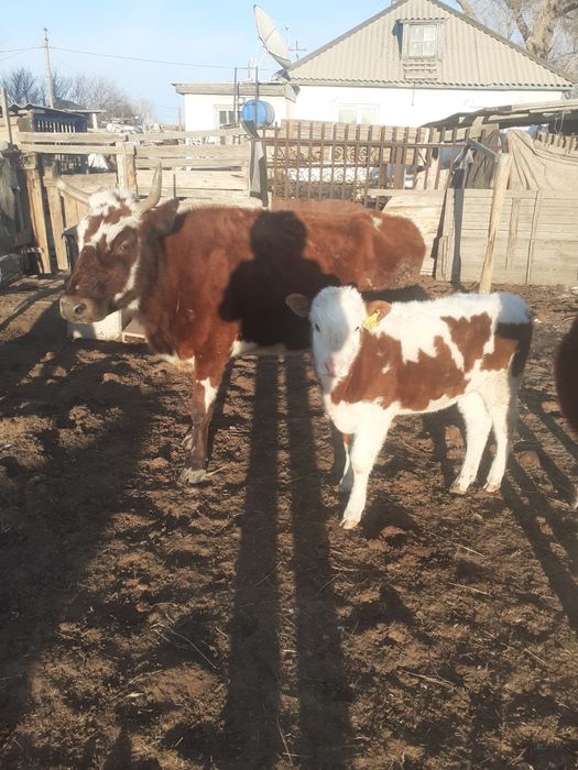 Продам дойную корову