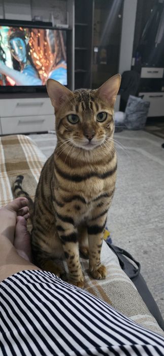 Продам кота бенгала