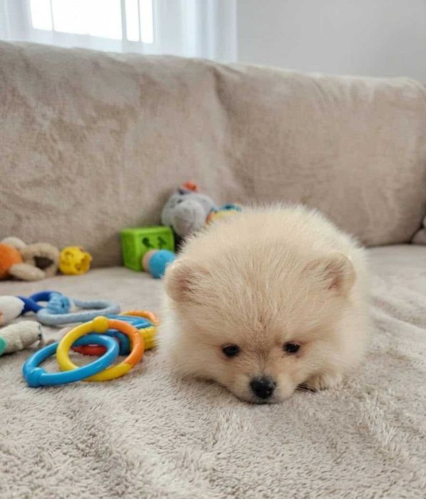 Pomeranian ideal pentru casa