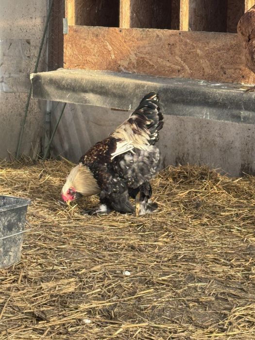 Cocos motat, barbos si pintenat