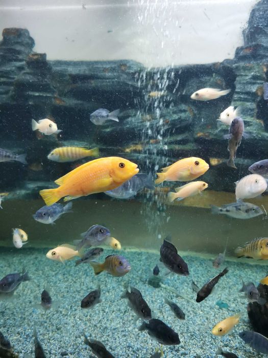 Цихлиды Малави в аквасалоне Ковчег