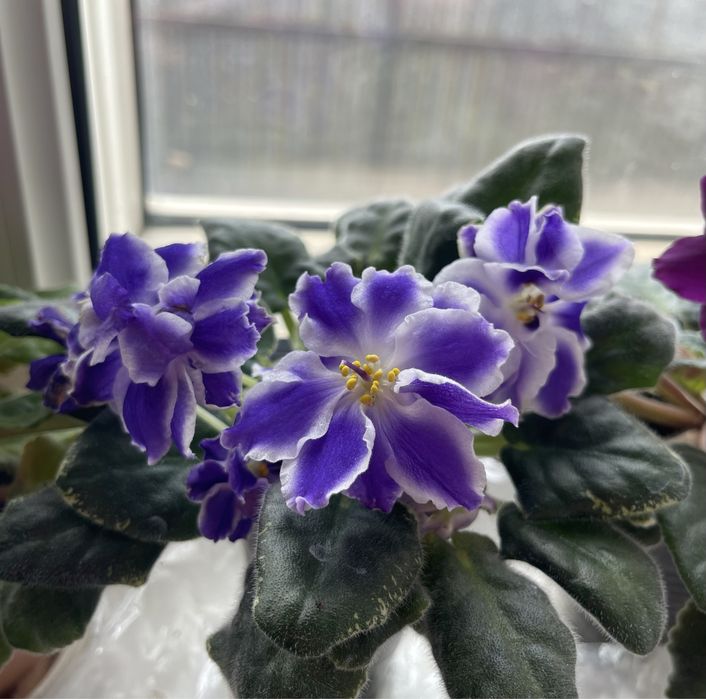 Продам цветущие сортовые фиалки