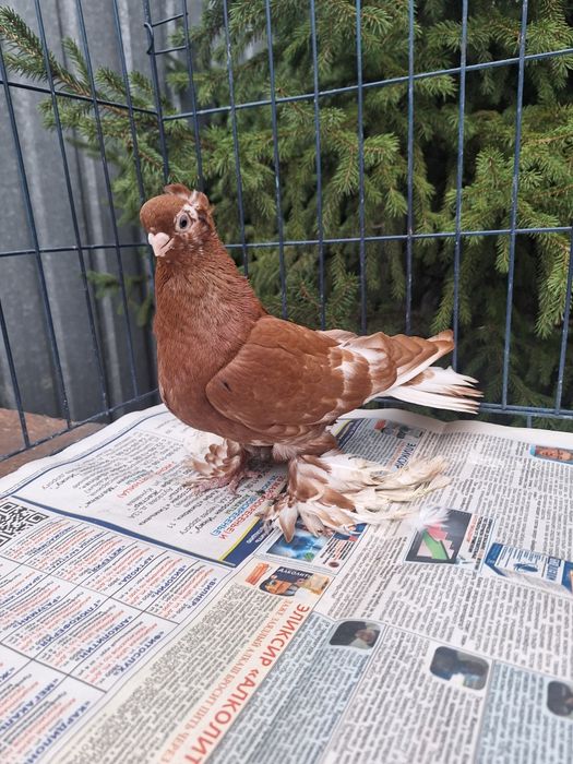 Продам голубку чанку