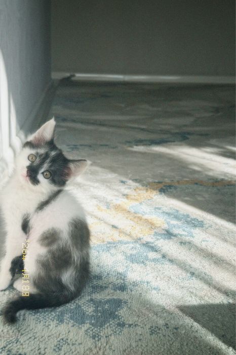 Мысык 1жарым айлык