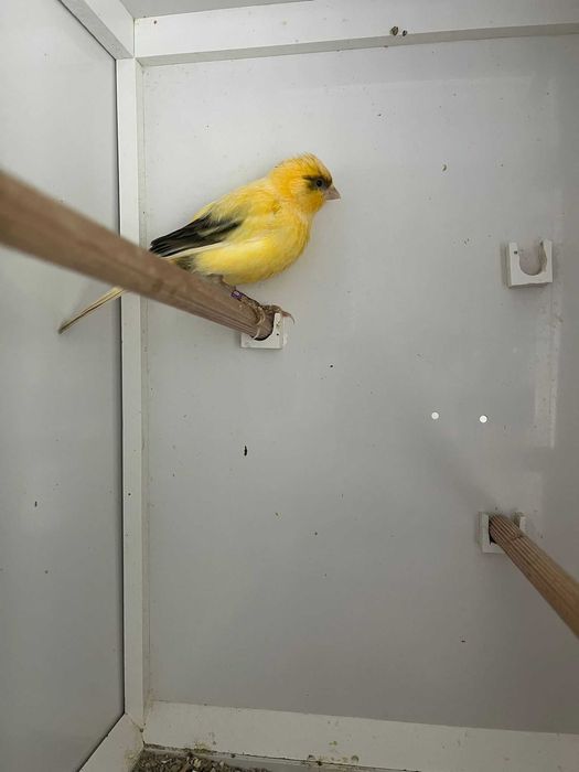 Canari de vanzare