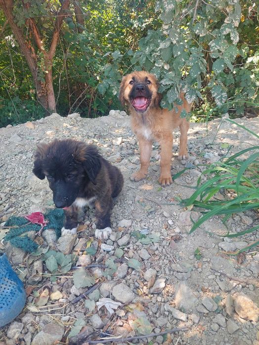 Кученца си търсят дом !