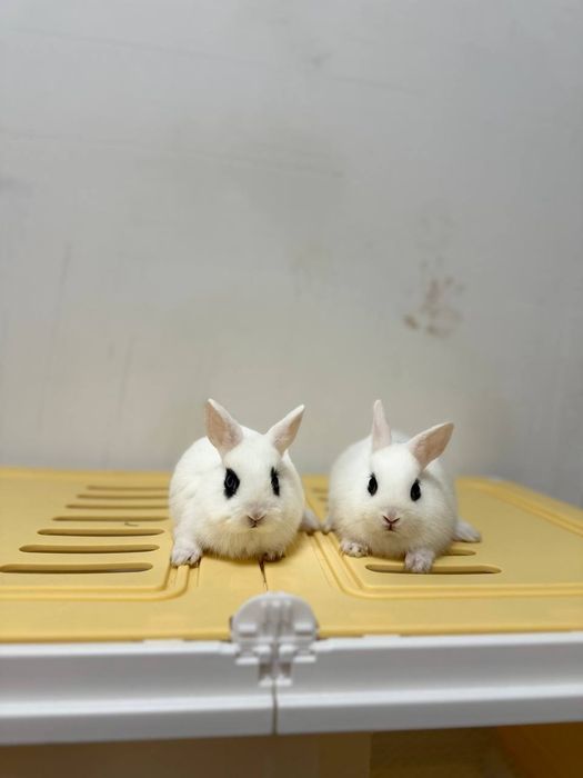 Farzandingizga telefon emas… yurak bilan bog‘lanadigan tirik do‘st ber