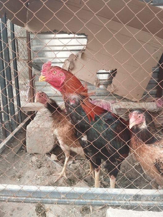 Дакан с двумя курочками