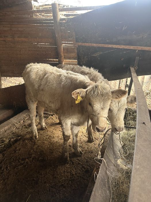 Продам телок аулиеколь