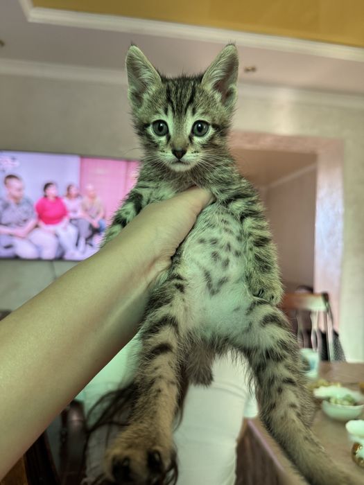 Котенок в добрые руки