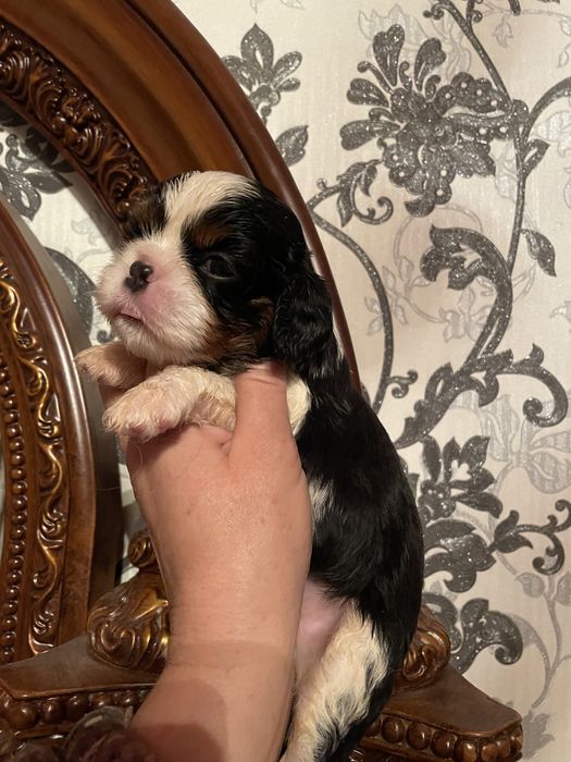 Щенки кавалер кинг чарльз спаниель