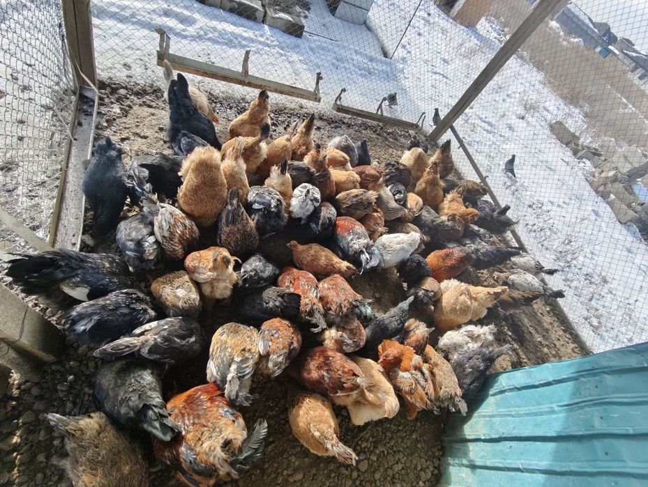 Петух и курицы домашние