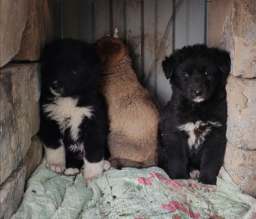 Щеночки в добрые руки не на цепь
