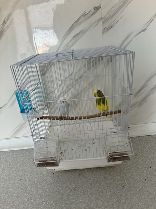 Продаю волнистых попугаев