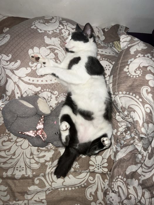 Ofer servicii plimbat caini/bona pentru animale