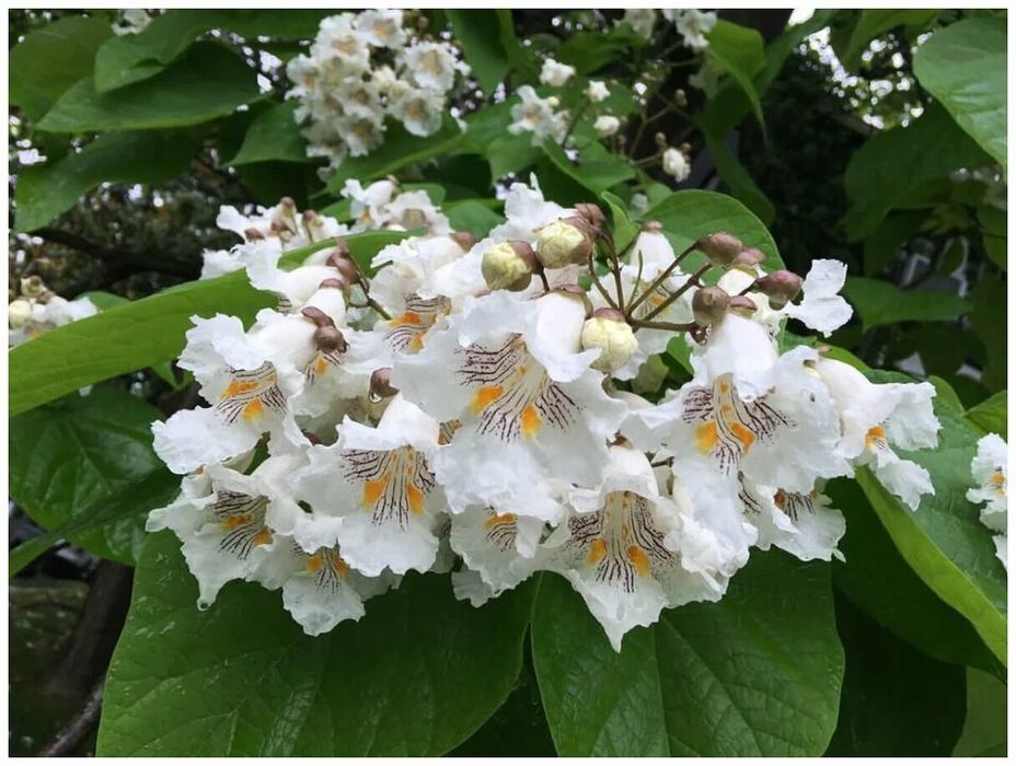 Декоративные саженцы