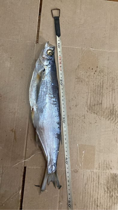 чехня рыба сушенное