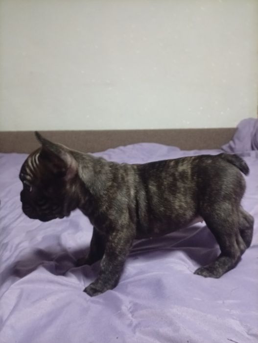 Французский бульдог. Щенки.