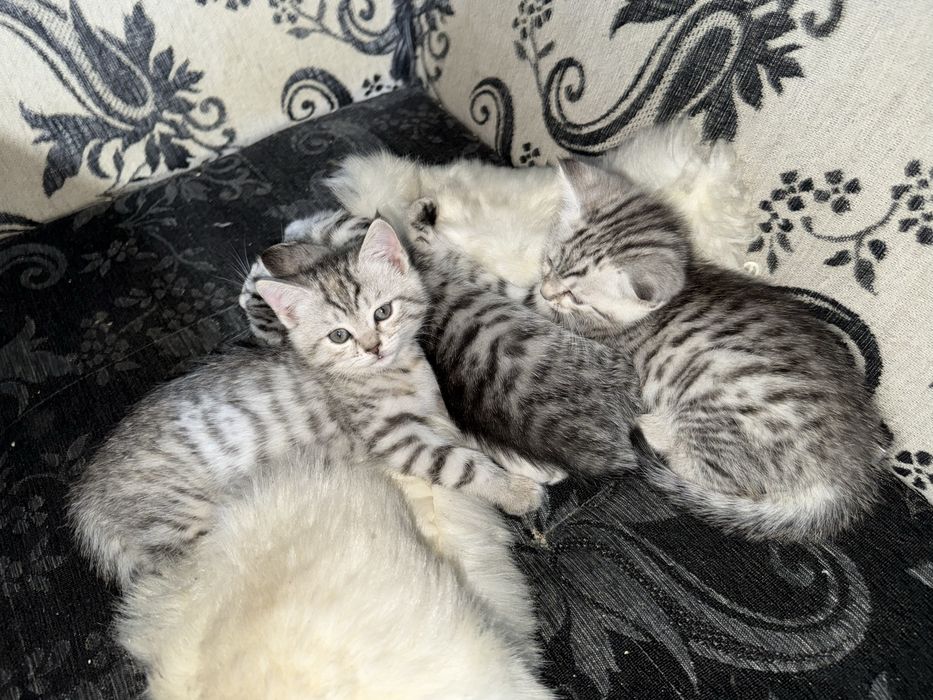 Котята шотланские девочки и мальчики