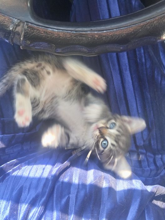 Ищем хорошего человека для котёнка