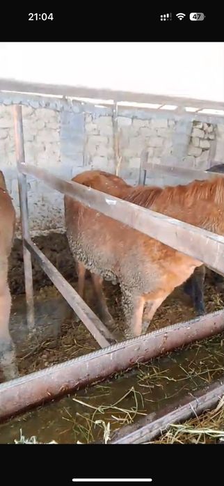 Құнандар сатылады