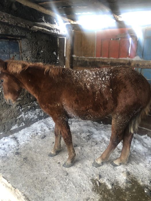 Продам жеребчиков срочно!!!