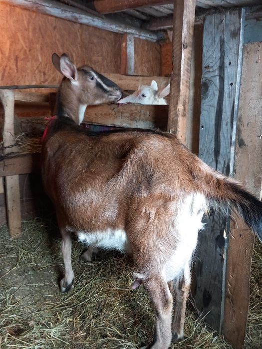 Vând capre de rasă cu tot cu ezi