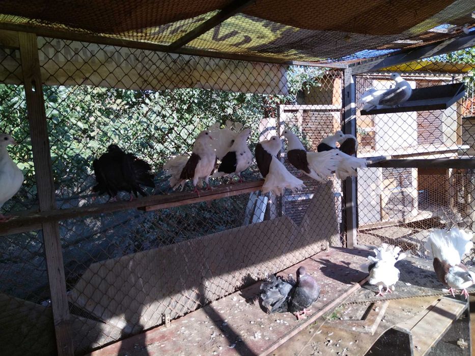 Продавам красиви гълъби