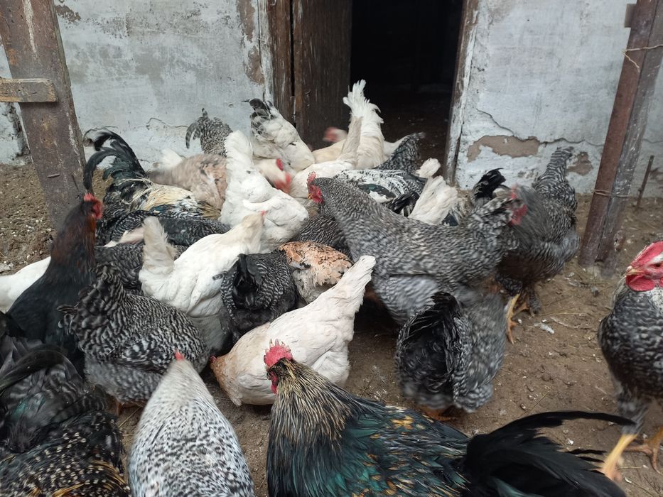 Петушки молодые.