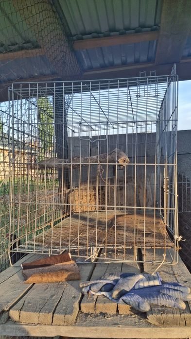 Клетка сетка для животные