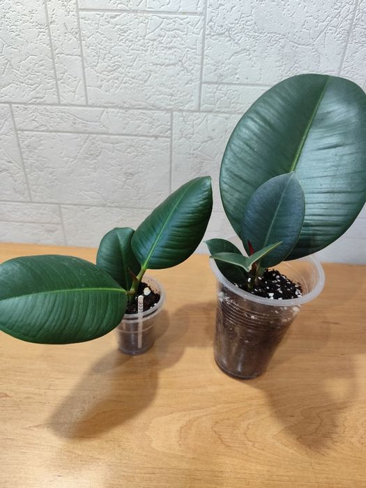 Фикус каучуконосный