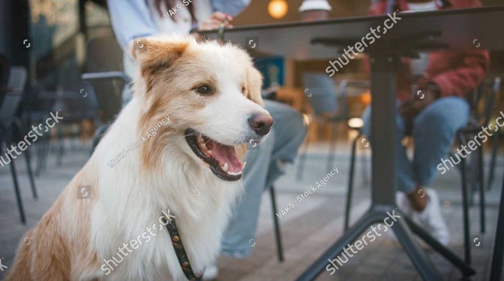 Pet Sitter la 22 de ani în Târgoviște – Disponibil SEARA și în WEEKEND pentru blănosul tău!